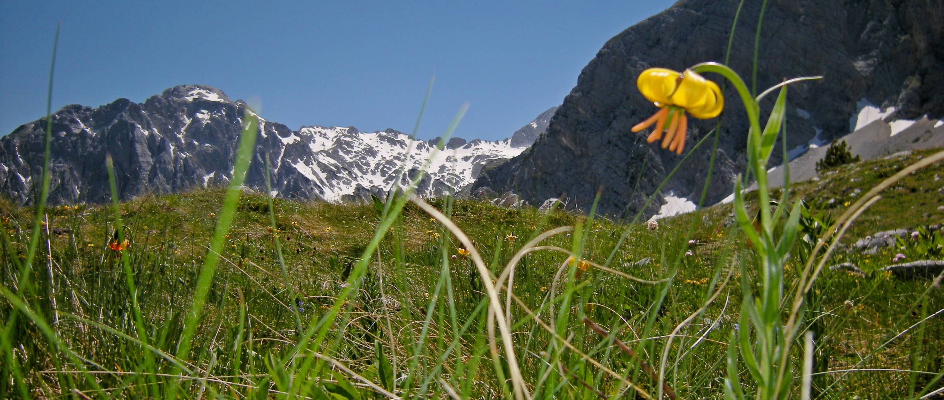 Foto: Trkenbundlilie in den nordalbanischen Alpen - Lupe Reisen
