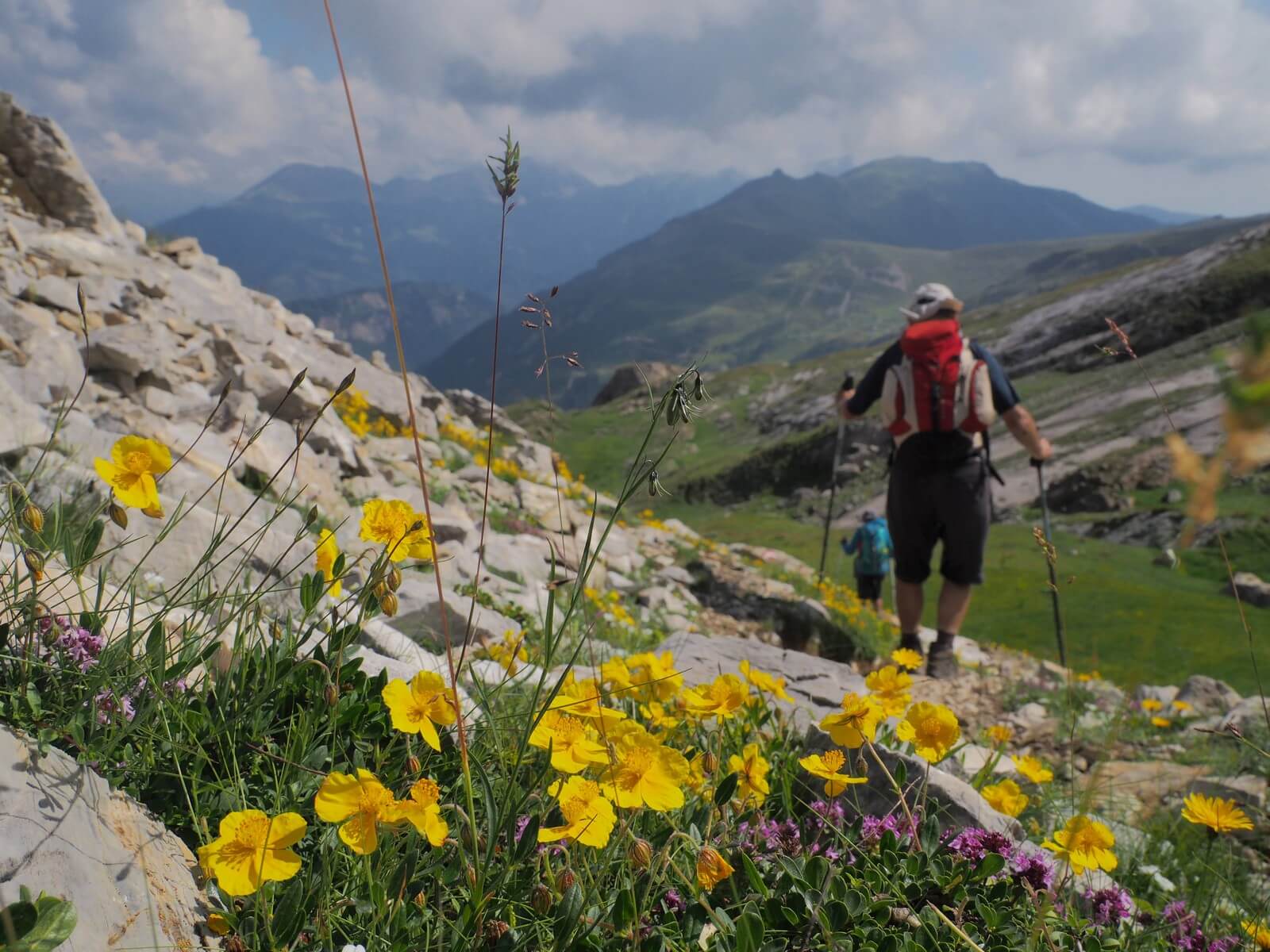 Foto: Sommerlicher Bltenteppich in den albanischen Alpen - Lupe Reisen