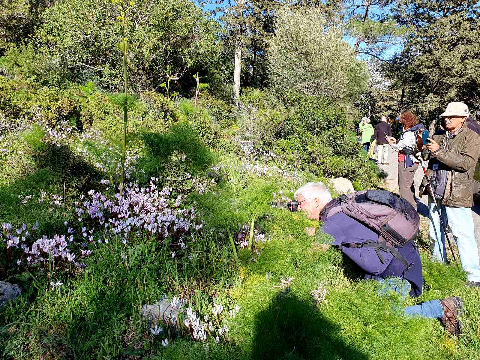 Foto: Diese Massenvorkommen des Persischen Alpenveilchens (Cyclamen persicum) bei Kantara begeisterten Alle - Lupe Reisen