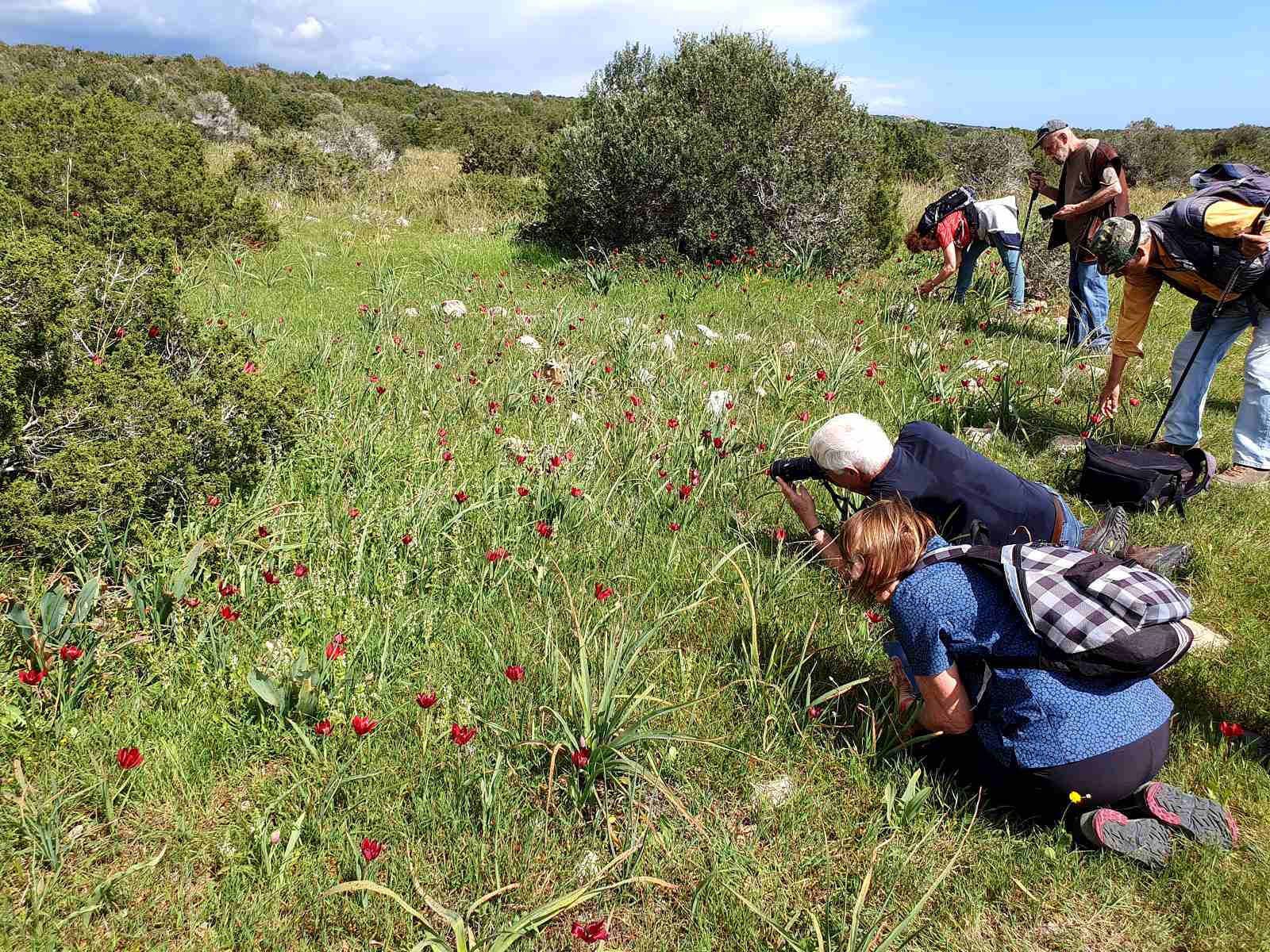 Foto: Das Vorkommen der endemischen Zyprischen Tulpe (Tulipa cypria) wurde ausgiebig bestaunt - Lupe Reisen