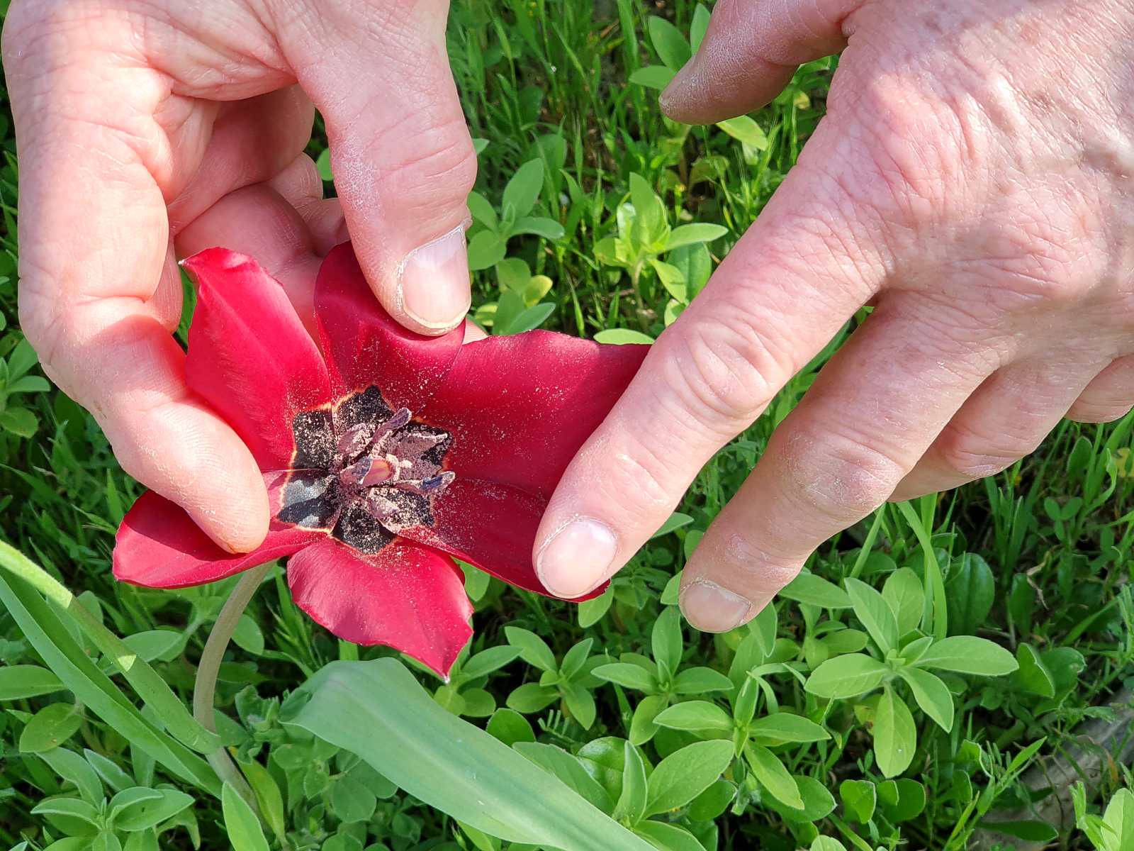 Foto: Die Pflanzen (hier Tulipa cypria) werden intensiv, aber behutsam, betracht - Lupe Reisen