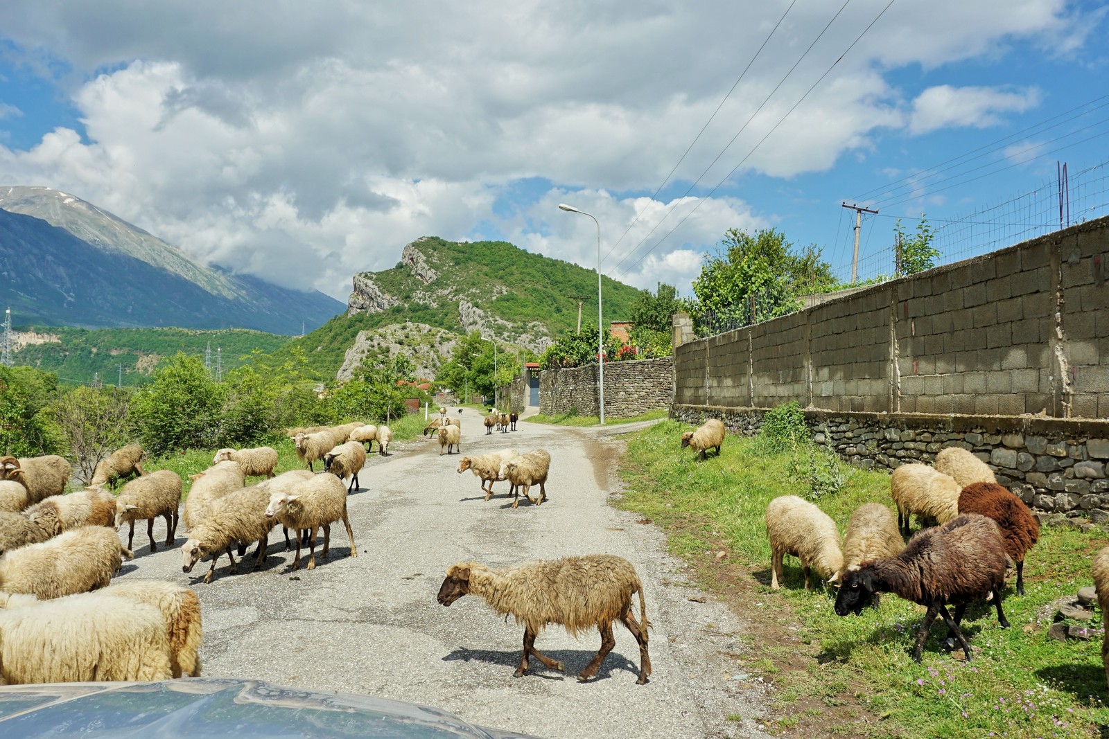 Typisch fr Albanien - Schafe auf der Strae - Lupe Reisen