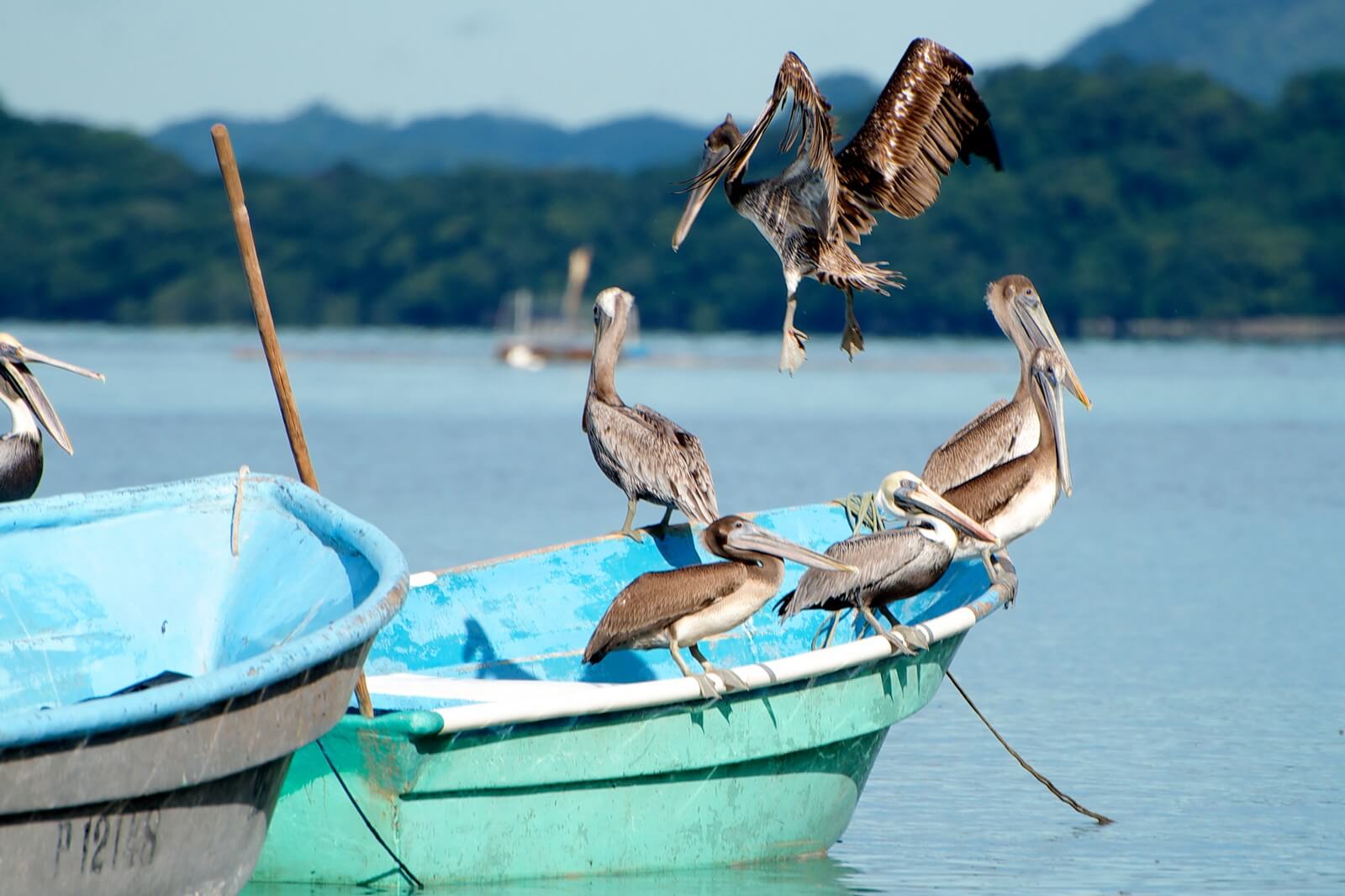 Pelikane im Golf von Nicoya - Lupe Reisen