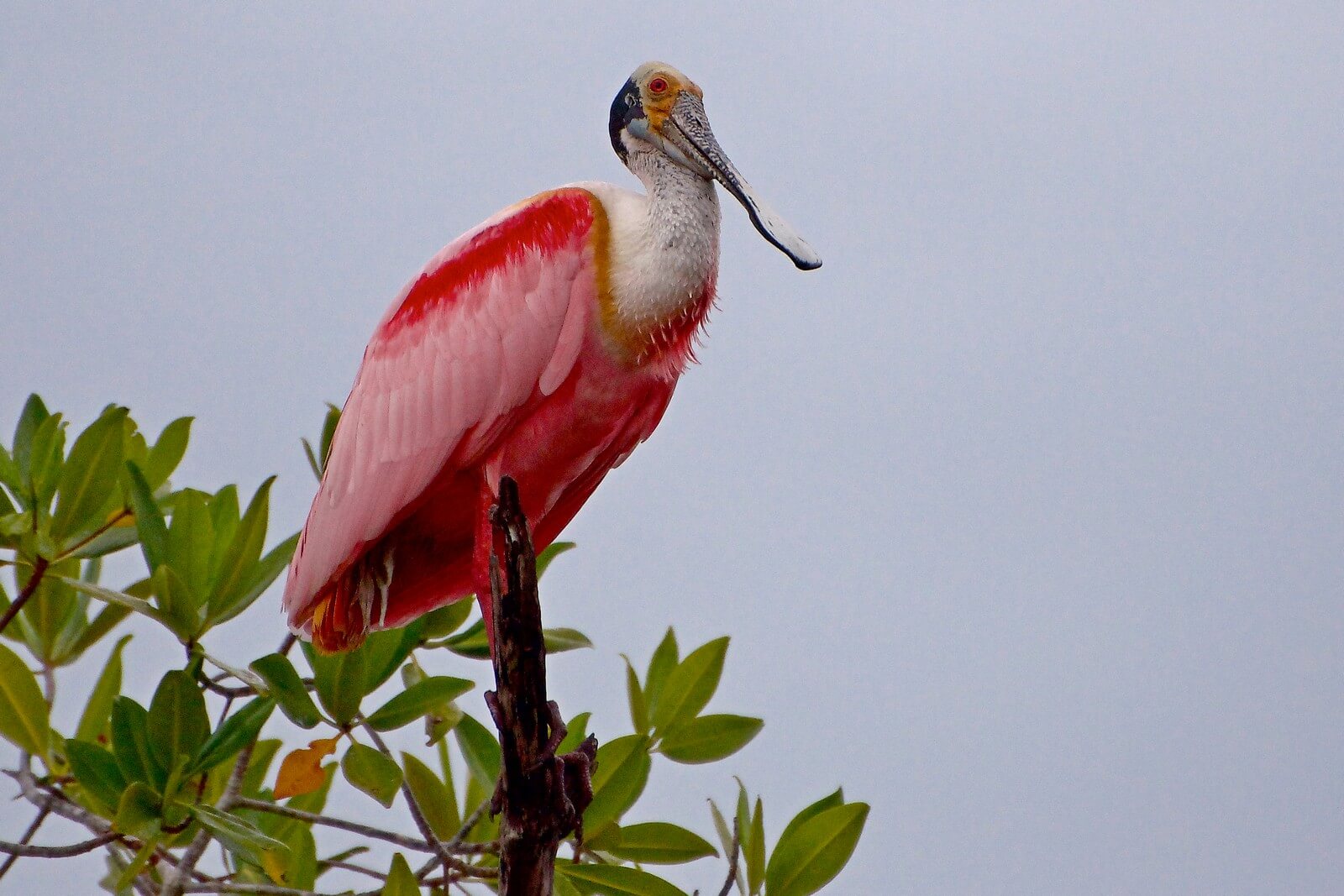 Typischer Vogel an Costa Ricas Kste - der Rosa Lffler - Lupe Reisen