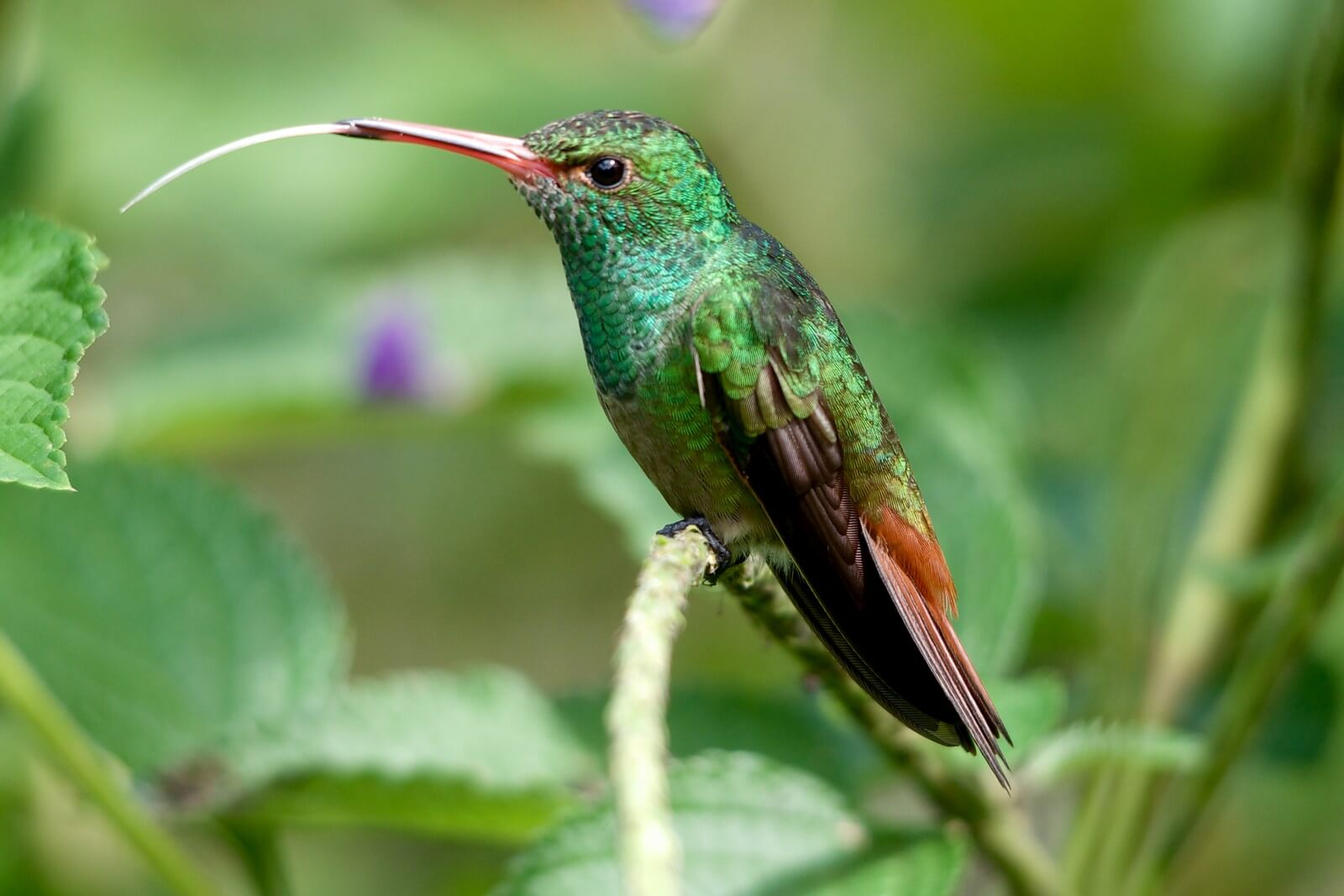 Der Kolibri zeigt seine lange Zunge - Lupe Reisen