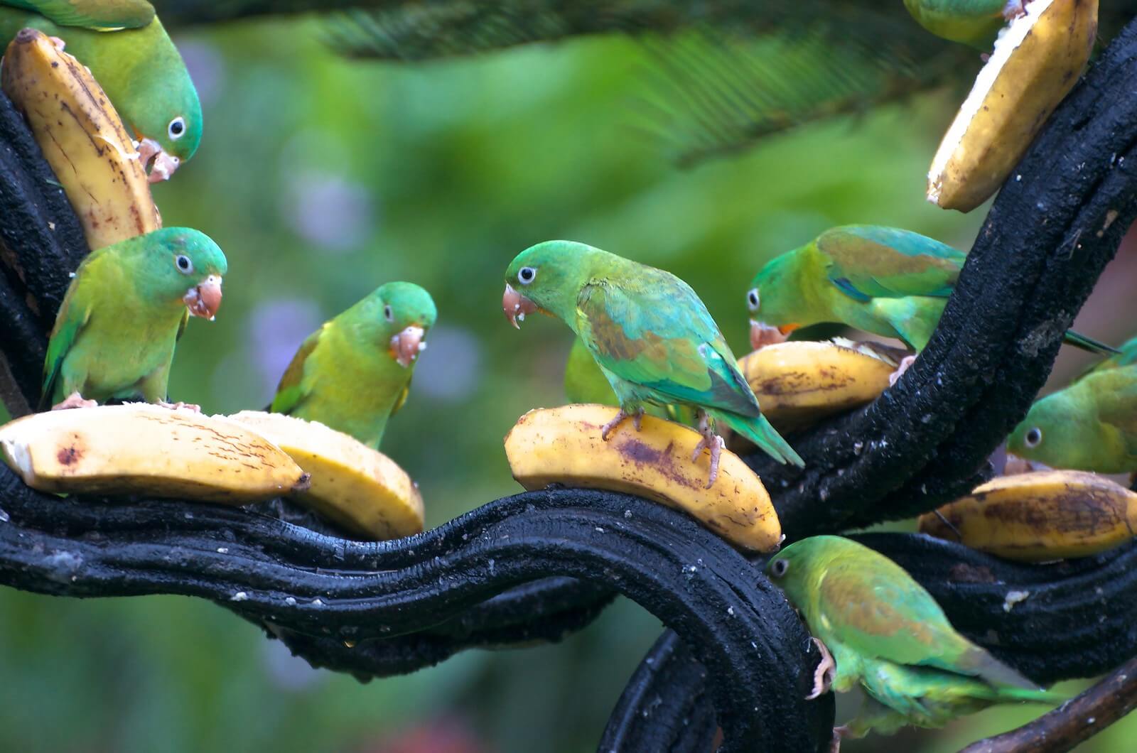 Papageien an der Futterstelle - Lupe Reisen