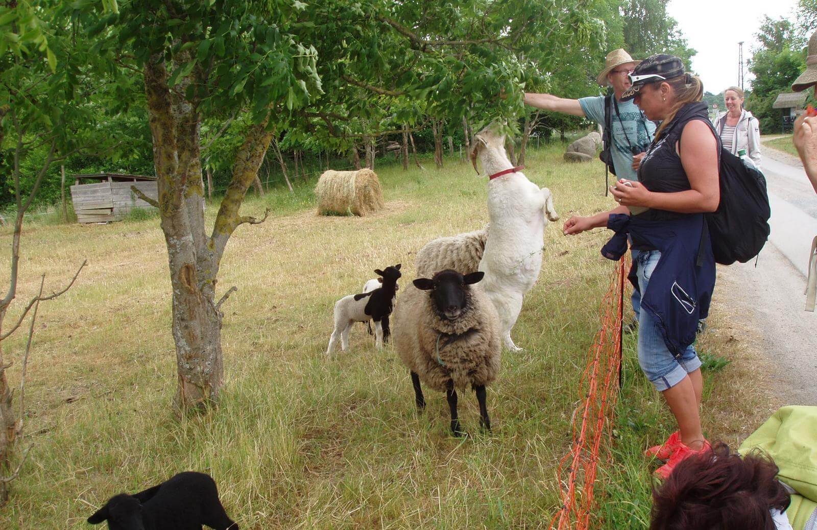 Begegnung mit hungrigen Ziegen auf der Wanderung - Lupe Reisen