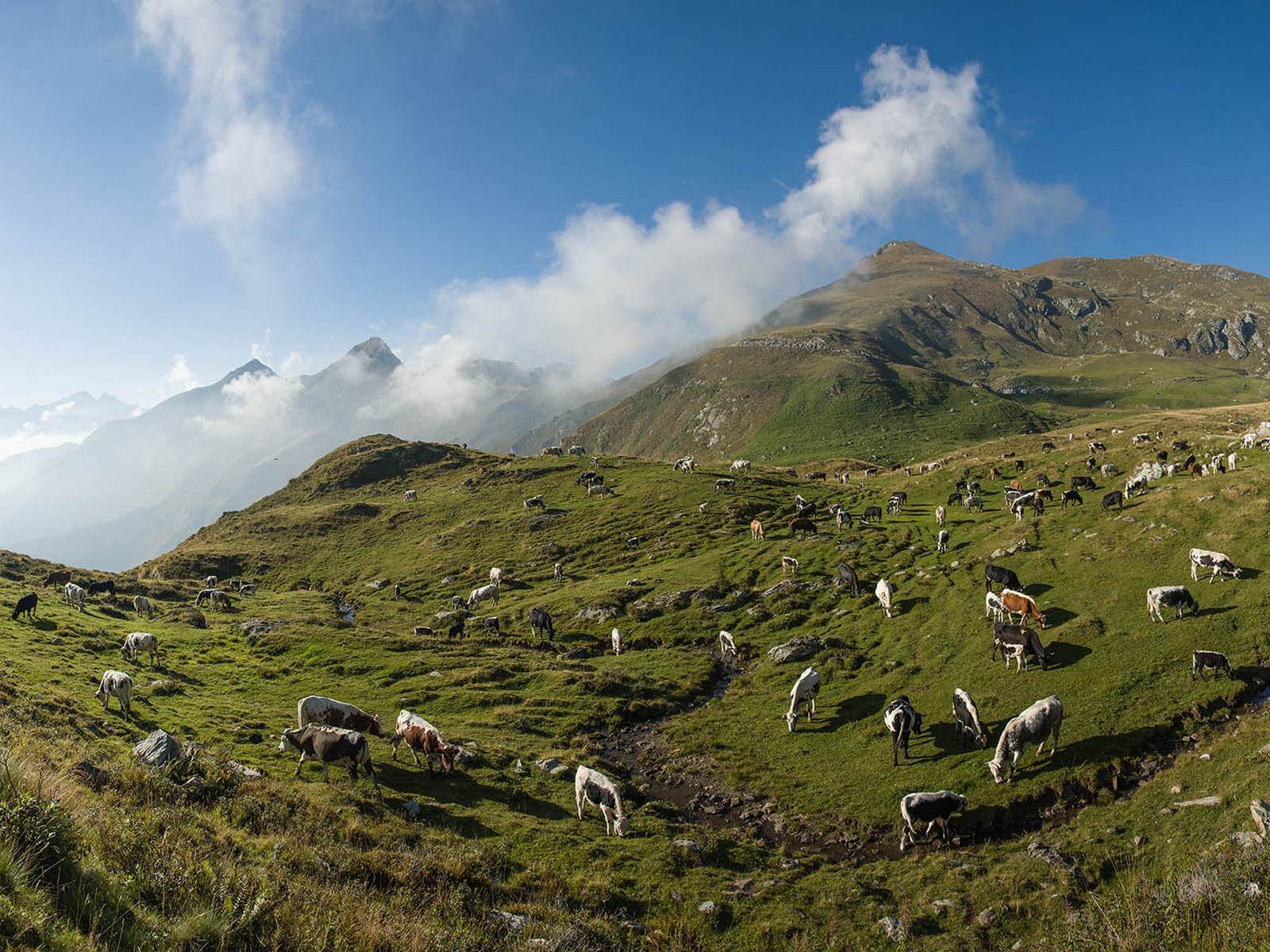 Foto: Weidende Khe auf der Alpe di Monastero ber dem Val Grande di Lanzo  Matthias Mandler - Lupe Reisen