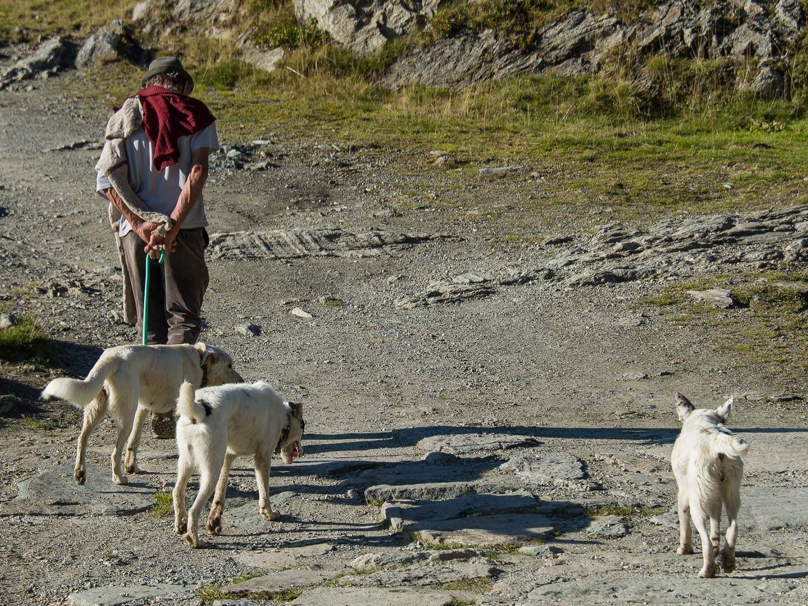 Foto: Ein Hirte mit seinen Htehunden  Matthias Mandler - Lupe Reisen