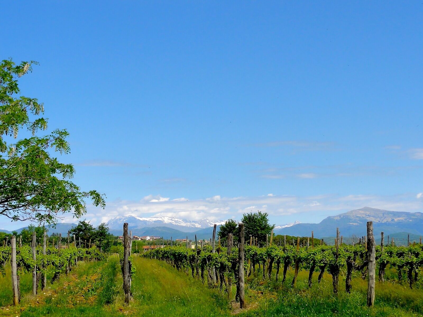 Foto: Weinbau-Landschaft im Friaul - Lupe Reisen