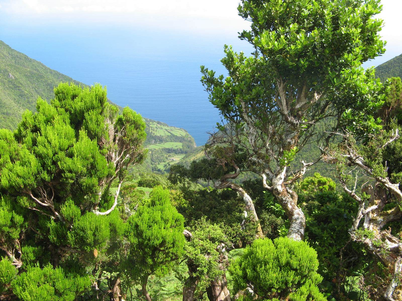 Foto: Dichte Vegetation auf den Azoren - Lupe Reisen