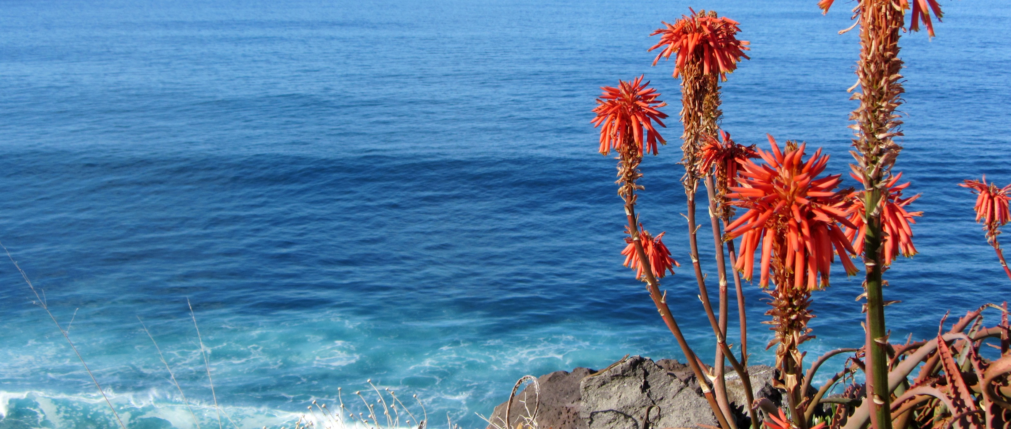 Blhende Aloe-Pflanzen am Atlantik auf Madeira - Lupe Reisen