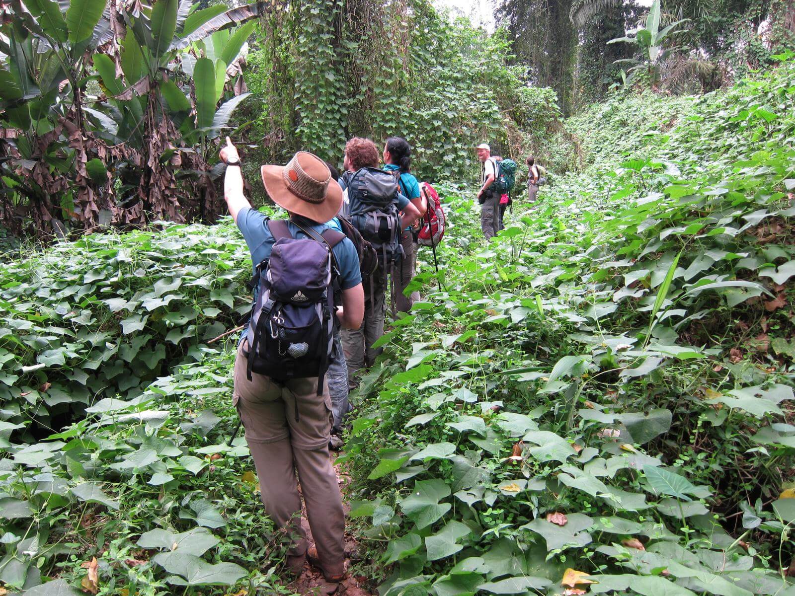 Foto: Wanderung im Dschungel auf Principe - Lupe Reisen