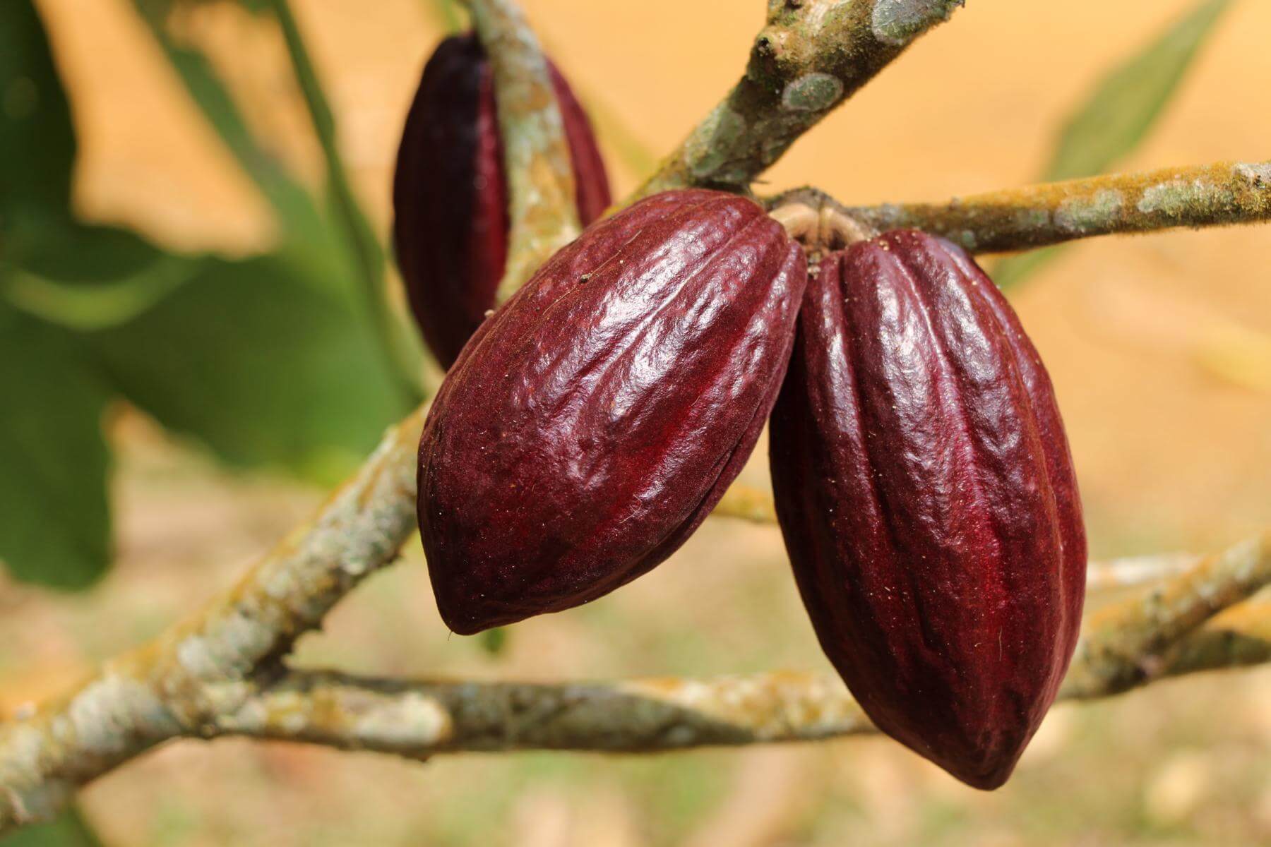 Kakao-Frchte am Baum auf Sao Tome - Lupe Reisen