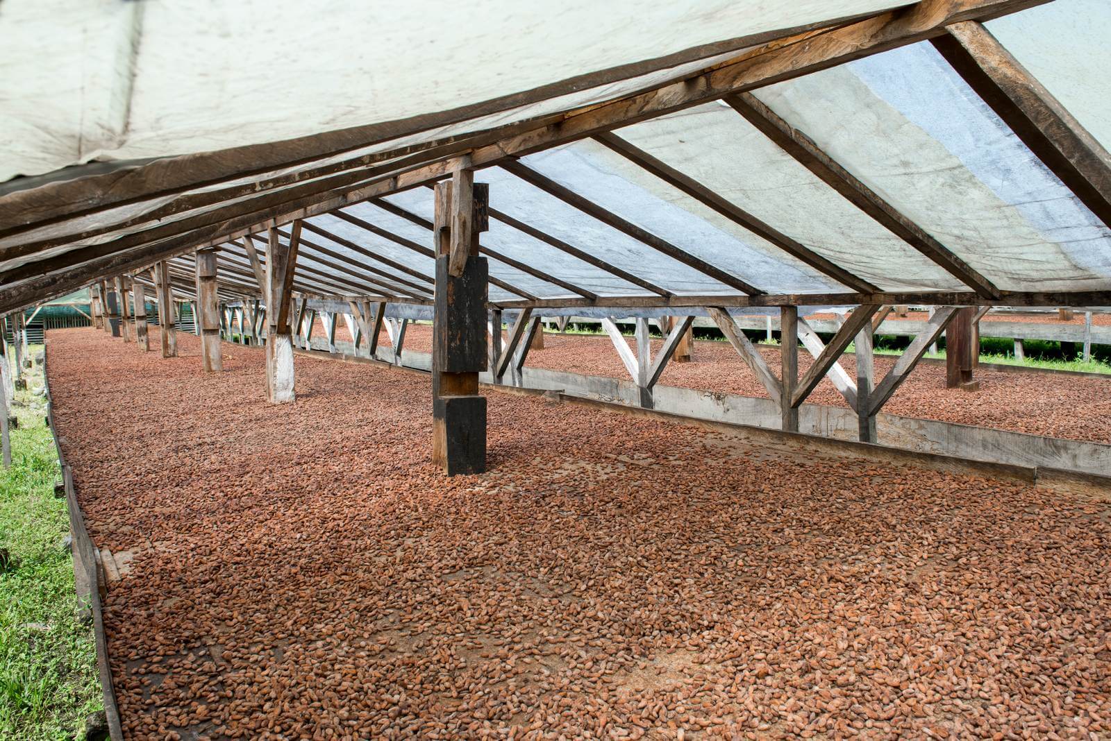 Foto: Trocknung von Kakaobohnen auf Principe - Bildrechte Matthias Graben - Lupe Reisen