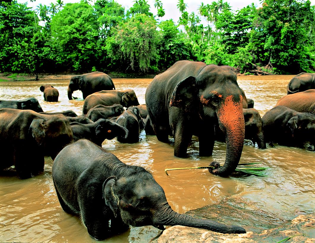 Elefanten beim Baden - Lupe Reisen