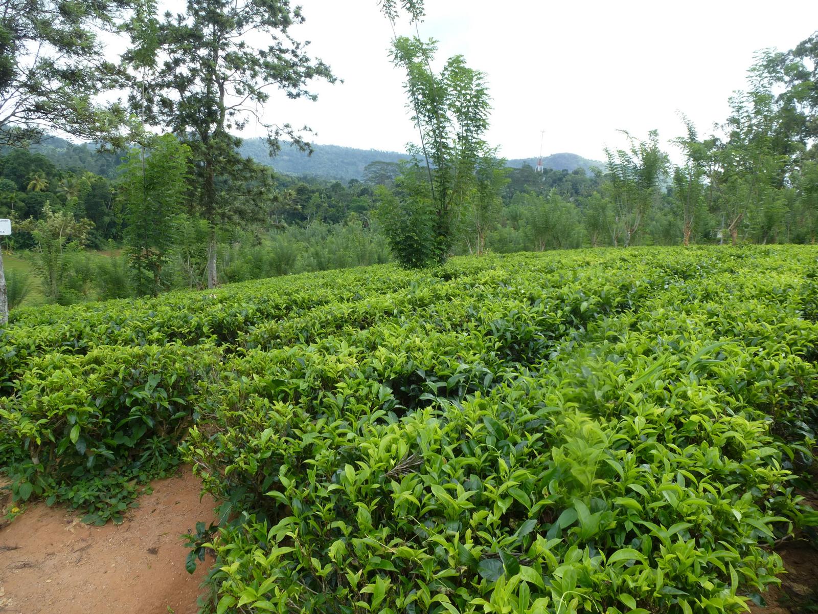 Eine Teeplantage in Sri Lanka - Lupe Reisen