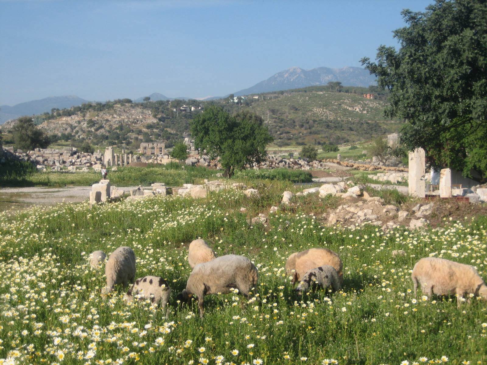 Foto: Schafe in der antiken Sttte Patara - Lupe Reisen